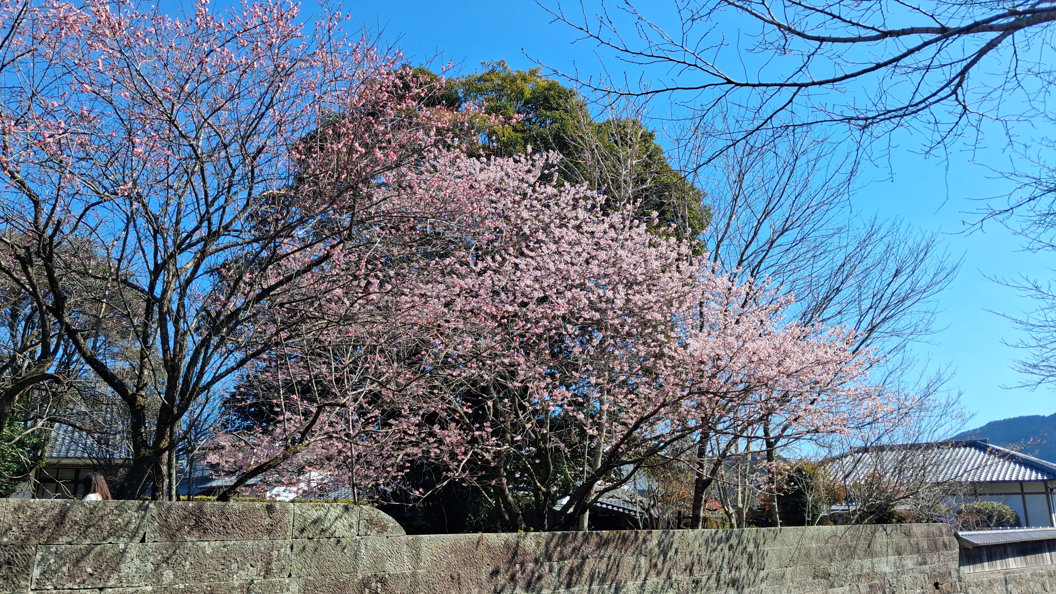 Sakura in Miyazaki